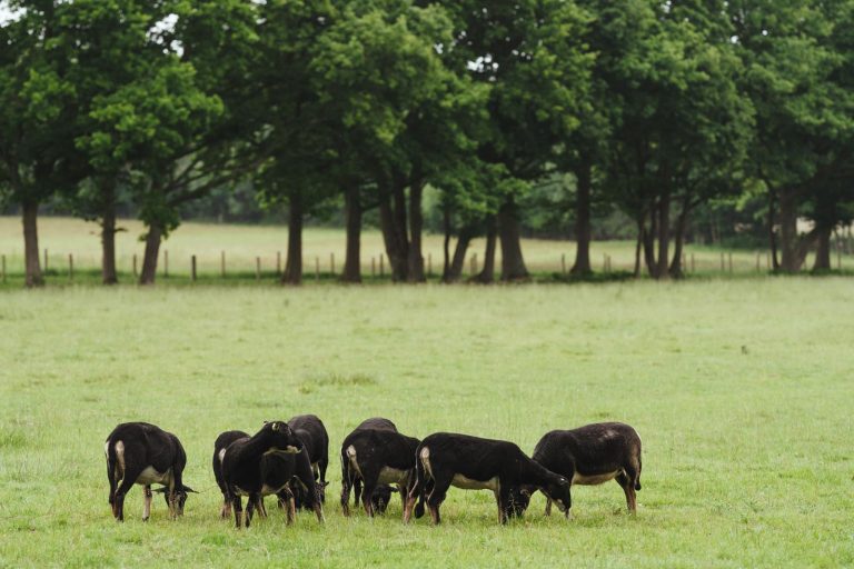 Goodtrees Farm Butchers Cowden Edenbridge Kent East Sussex