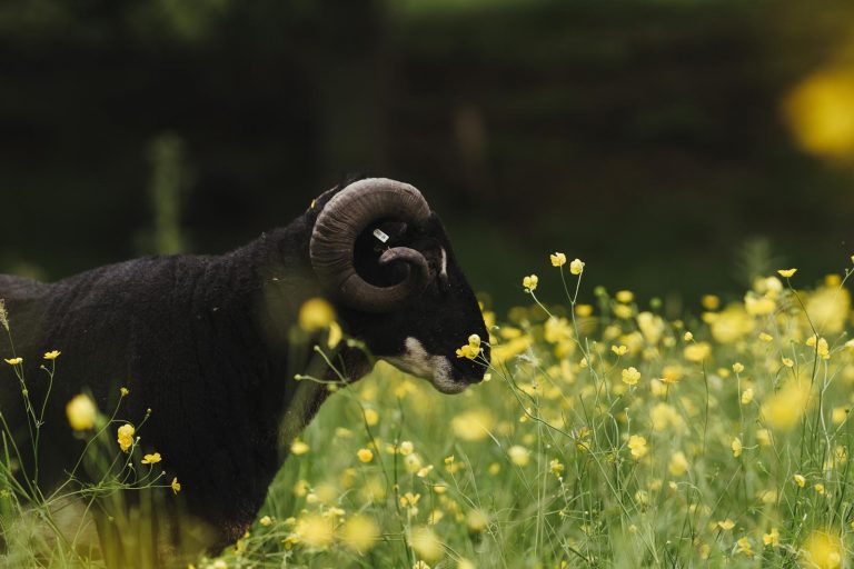 Goodtrees Farm Butchers Cowden Edenbridge Kent East Sussex