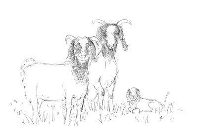 Not a native! Boer Goat | Goodtrees Farm Butchers Cowden Edenbridge Kent East Sussex
