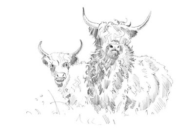 Highland Cattle | Goodtrees Farm Butchers Cowden Edenbridge Kent East Sussex